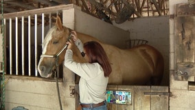 Owner of 'Dark Horse Collection' turns passion for horses into jewelry