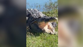 Video: 'Croczilla' spotted sunbathing by water in Florida’s Everglades National Park: 'What a lucky day'