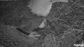 First egg spotted on SWFL Eagle Cam after M-15 returns to nest with new mate after loss of long-time matriarch