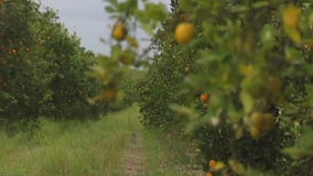 ‘It could come back’: The technique giving Florida citrus industry renewed hope about future crops