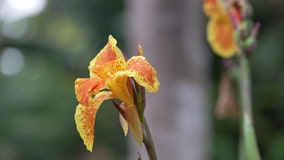 Sunken Gardens brings tropical oasis to busy St. Petersburg