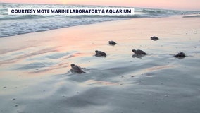 Pinellas County sees decrease in sea turtle nests after Hurricane Idalia