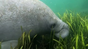 Manatee deaths have conservationists considering putting them back on endangered species list
