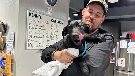 Tampa police officers rescue puppies tossed from car in the rain