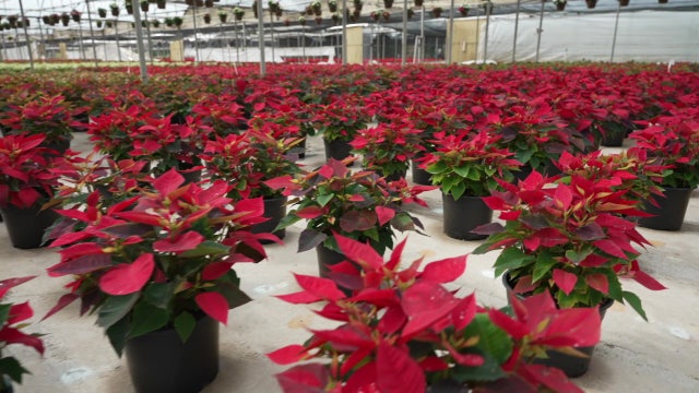 Bradenton nursery has grown poinsettias for over 70 years