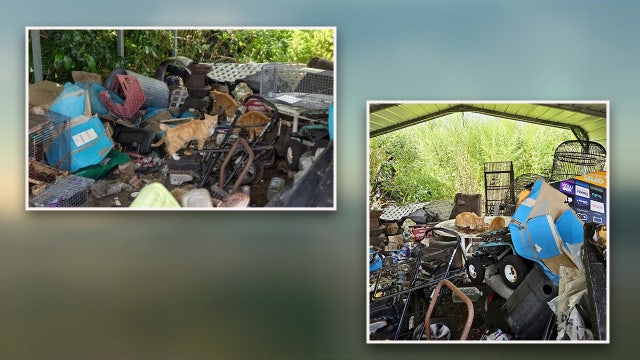 More than 60 cats found in Myakka City hoarding house given second chance at life