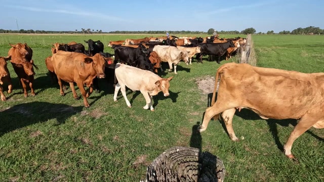 Manatee County ranch equips cows with cellular, satellite technology using GPS fencing