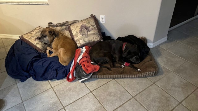 Two dogs bitten by rattlesnake near Brooksville home, owners warn of dangers