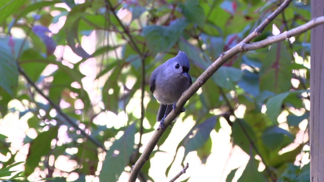 Lettuce Lake Park becomes destination for bird enthusiasts during Fall to Winter transition