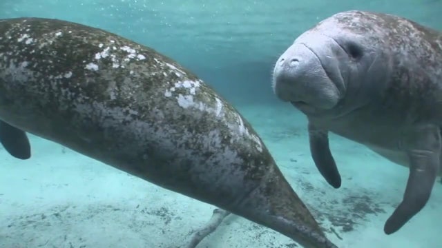 Manatee Viewing Center in Apollo Beach reopens with new improvements