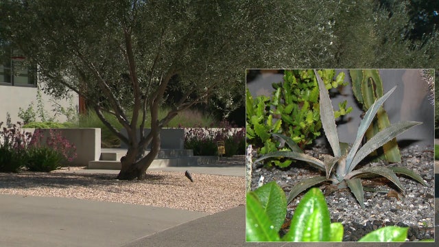 Xeriscaping gains popularity as Florida-friendly landscaping during drought