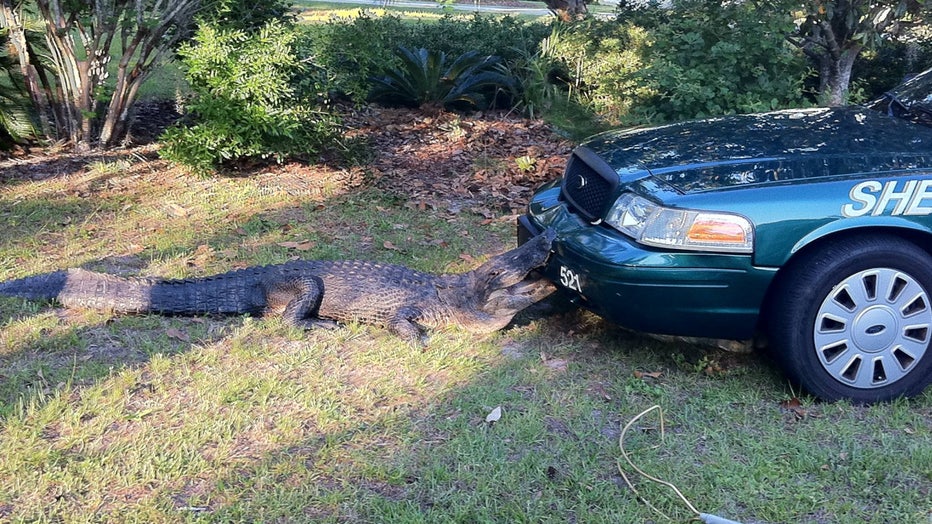 alachua.jpg