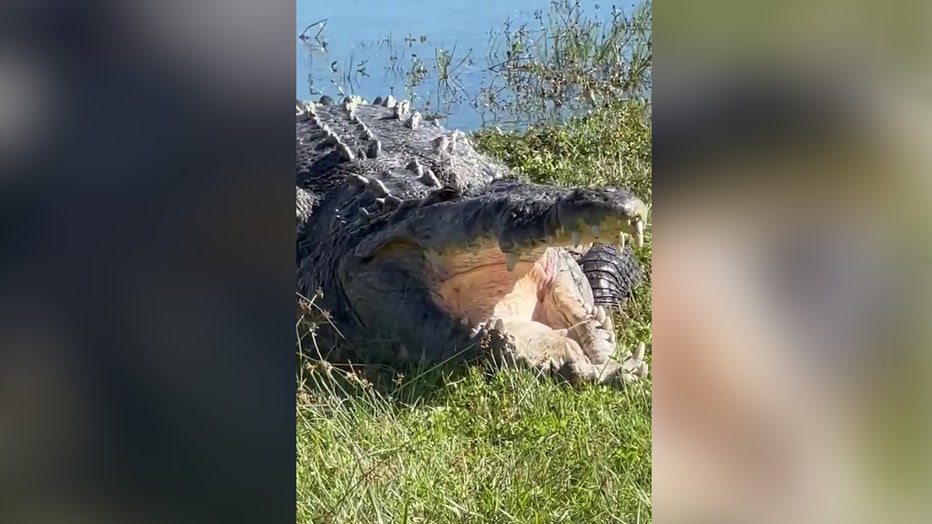 A crocodile named 'Croczilla' was caught sunbathing in the Everglades recently.
