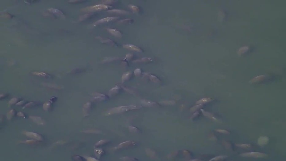 FILE: Manatees at Apollo Beach