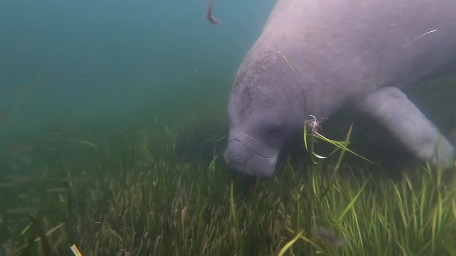 File: Manatee