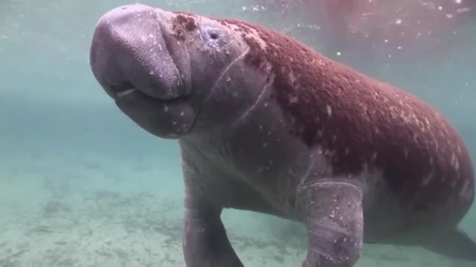 File: Manatee