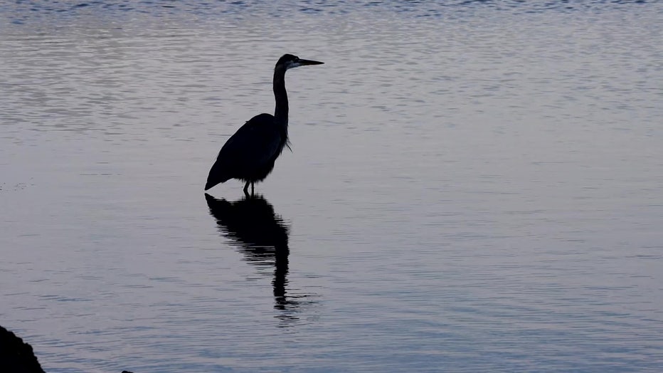 A bird stands in the waters in Ozello. 