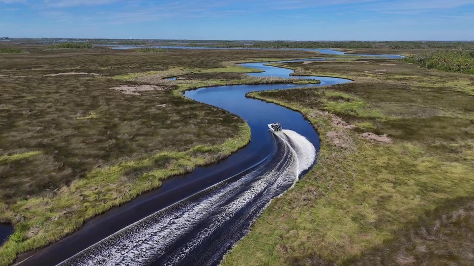 An airboat travels through the marshes in Ozello. 