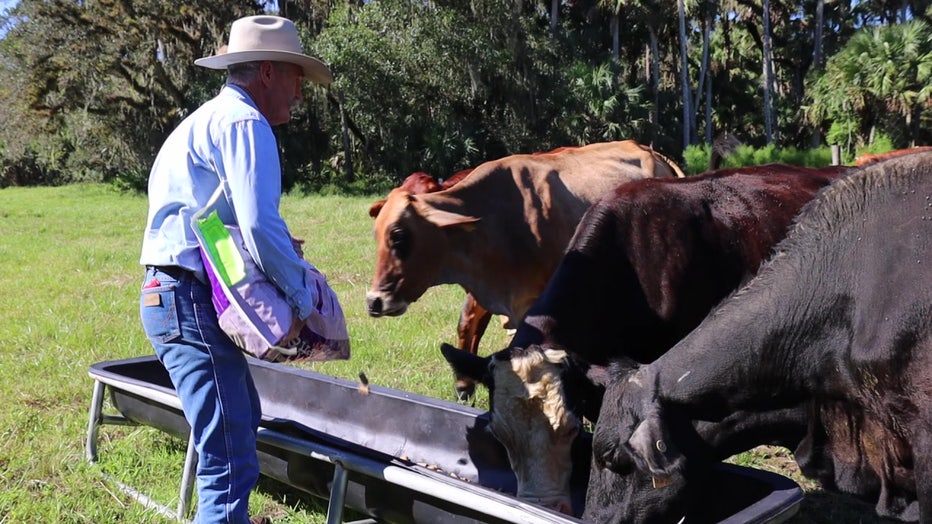 Calvin 'Buddy' Mills feeds cattle. 