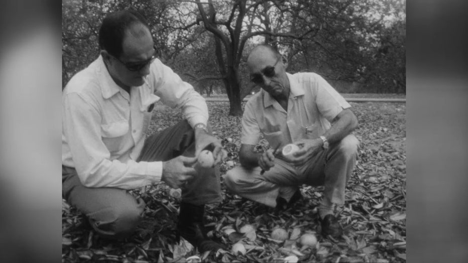 Men inspect oranges after 1962 freeze. 