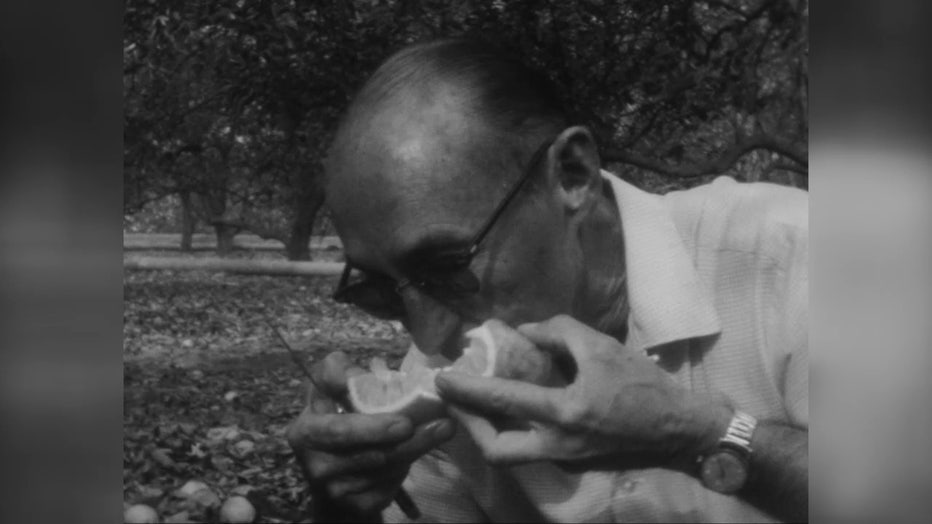 Man eats an orange after the 1962 freeze. 