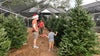 Family owned business sells Christmas trees in St. Petersburg