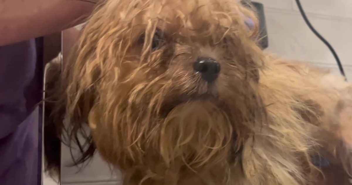 Animal rescue groups join forces to help more than 50 dogs rescued from ...