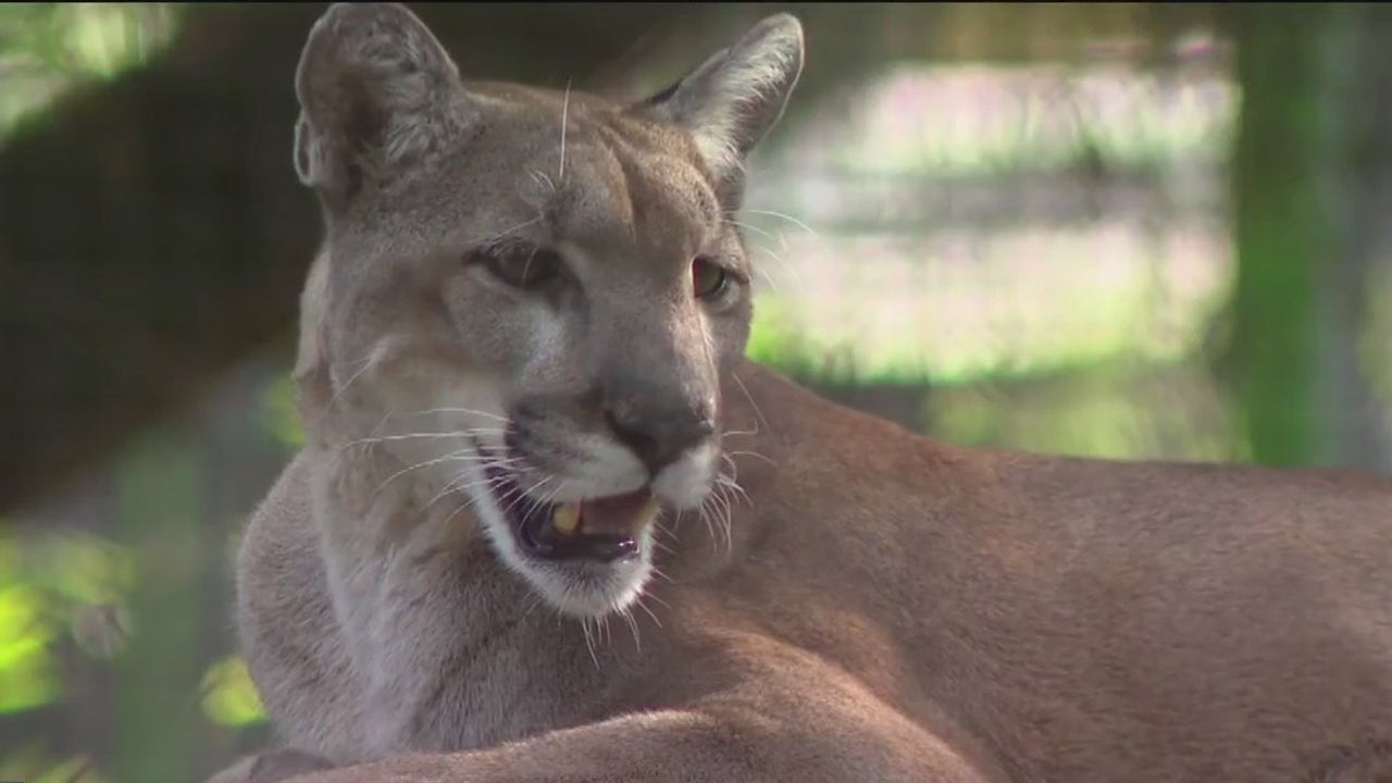 Decline In Florida Panther Car Deaths May Show Troubling Population ...