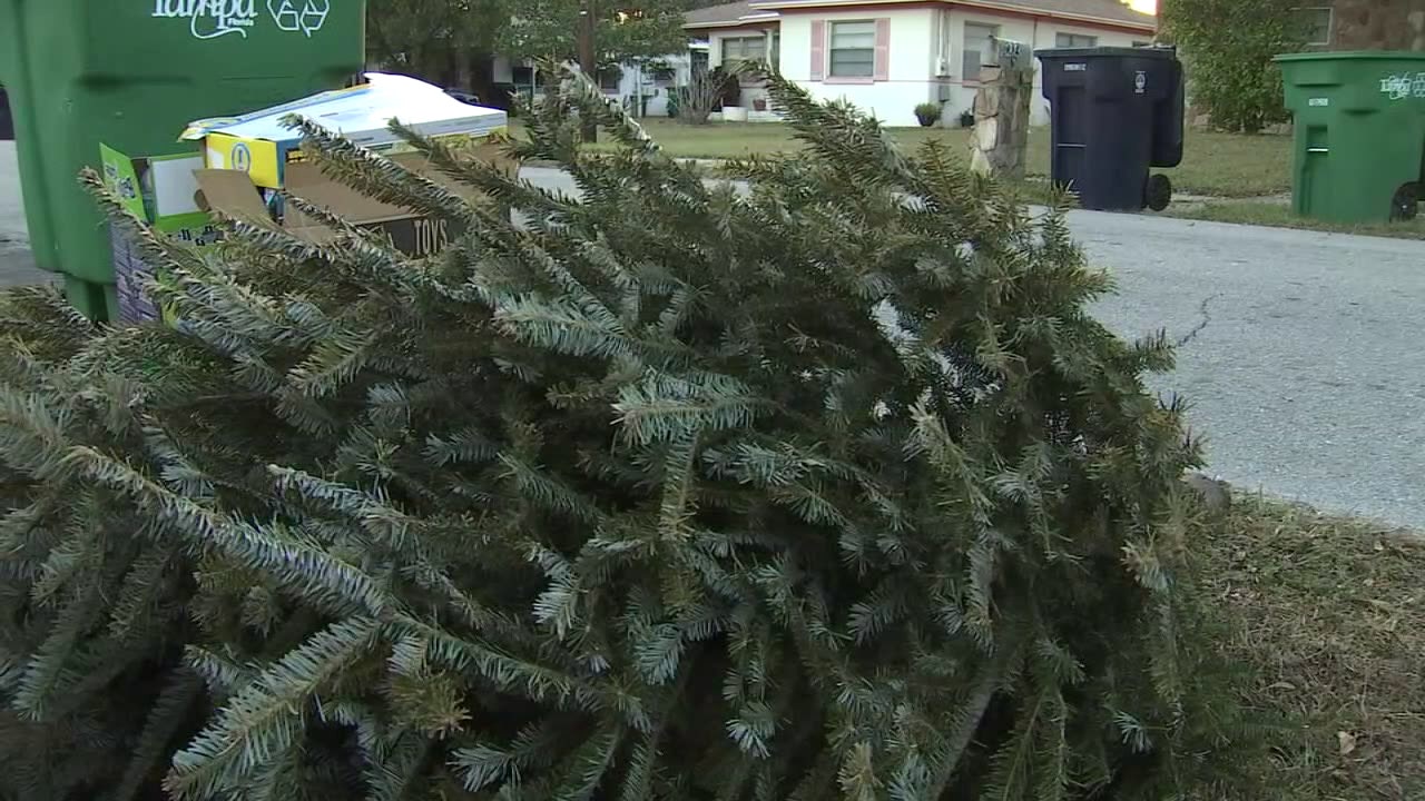 如何在节假日期间处理旧圣诞树：关于湾区居民的小提示