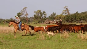 Hundreds of Florida ranchers push for conservation easements to prevent climate change