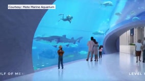 Mote Science Education Aquarium expected to open in 2024