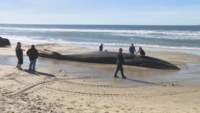 Massive 52-foot fin whale washes up on San Diego's Pacific Beach