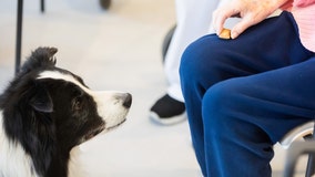 Pets can help slow dementia progress among those over age 50 who live alone, study says