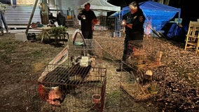 Animal cruelty investigation underway after 100 cats, 100 chickens found in Polk County mobile home: PCSO