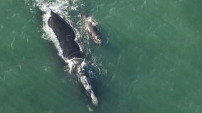 Right whales spotted during calving season, researchers say