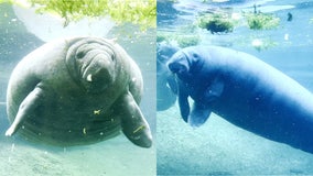 ZooTampa manatees, Romeo and Juliet, 'two of the oldest living manatees' acclimating to new home