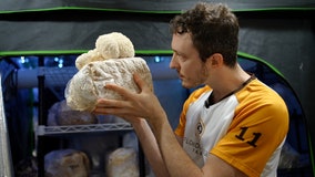 Pinellas County man grows gourmet and medicinal mushrooms