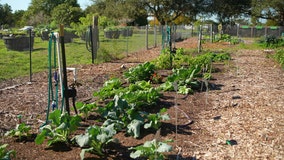 Chester Ochs Park community garden educates on urban agriculture