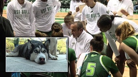 USF women's hoops hopes to lend a helping hand to Tampa Bay animal shelters