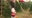 Christmas tree sales booming as more people want to feel the holiday spirit