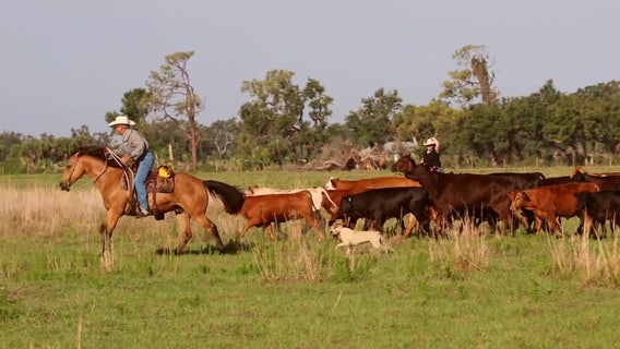 Hundreds of Florida ranchers push for conservation easements to prevent climate change
