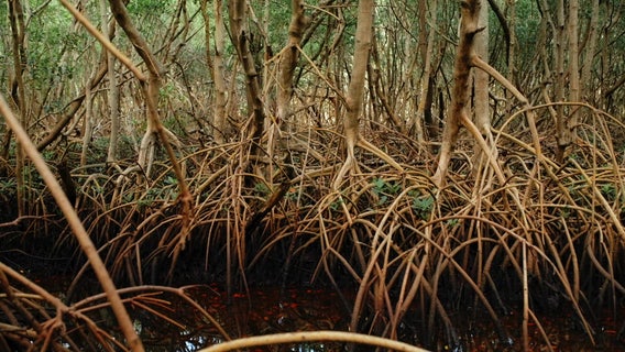 Mangrove forest at Weedon Island Preserve offers glimpse into vital ecosystem