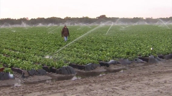 Proposed bill aims to protect Florida growers from devastating freezing temperatures
