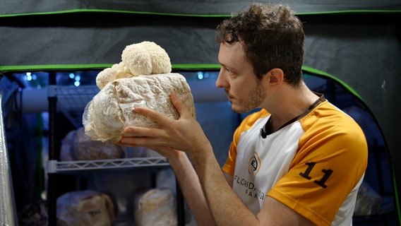 Pinellas County man grows gourmet and medicinal mushrooms