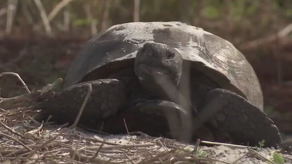 Manatee County opens Gopher Tortoise preserve