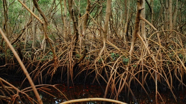 Mangrove forest at Weedon Island Preserve offers glimpse into vital ecosystem