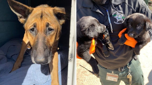 Inverness couple arrested, over 100 animals rescued after alleged animal abuse: CCSO