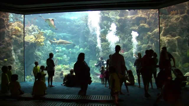 Vinik Family Foundation donates $1.5M to Florida Aquarium for major expansion