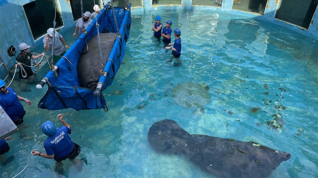 2 'advanced age' manatees transported from Miami Seaquarium to ZooTampa