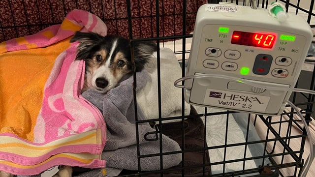 Former Hardee County deputy facing more animal cruelty charges flees state, deputies say